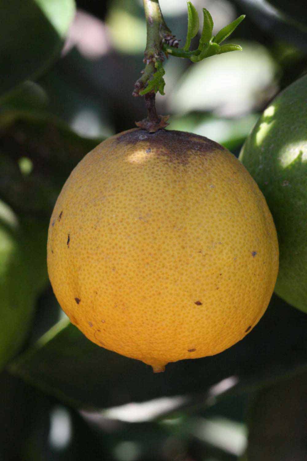            Fruit of  Citrus latifolia           (Bearss, Riverside, CA)   